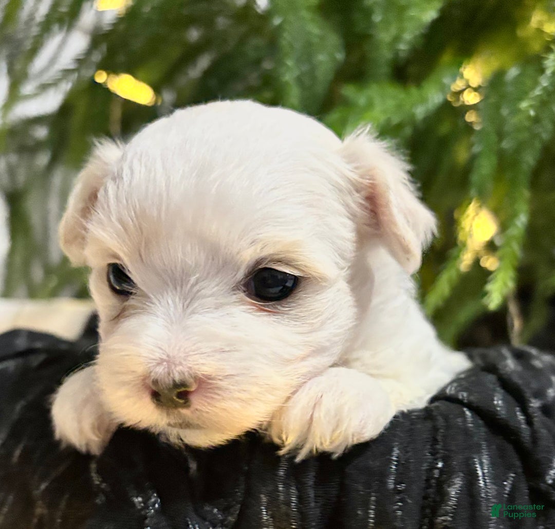 Maltese dogs for sale: Chloe - Ad 9