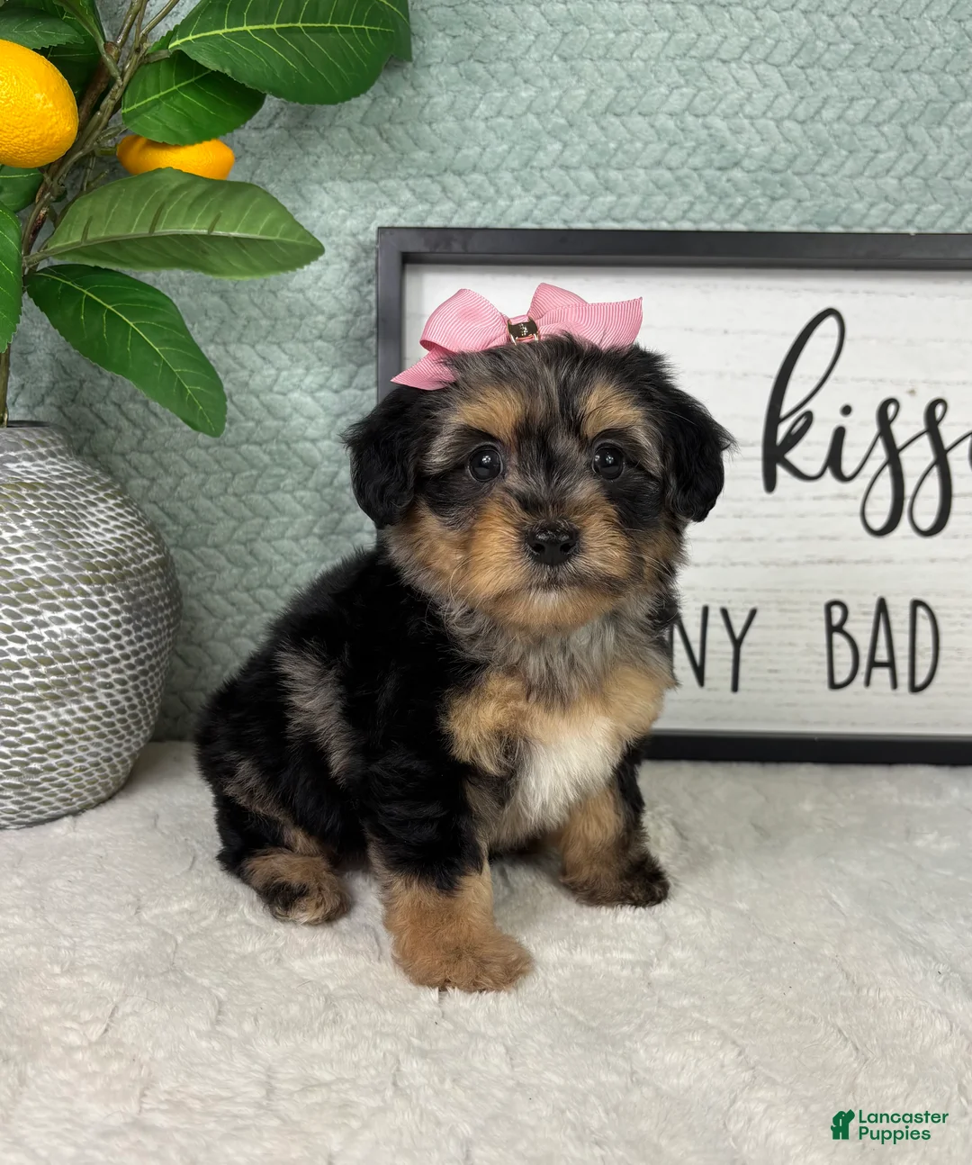 Yorkiepoo dogs for sale: Princess  - Ad 2