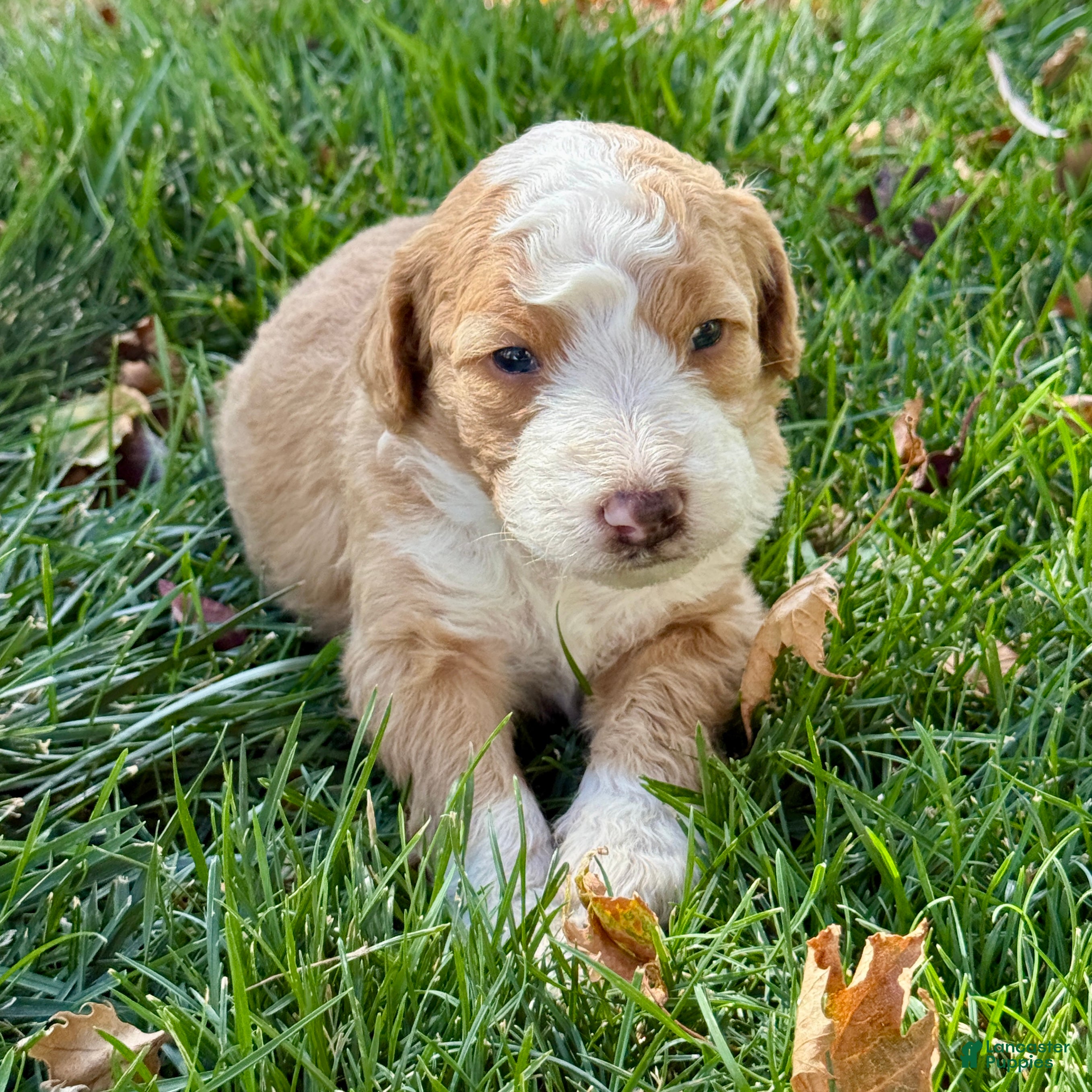 Bernedoodle dogs Pumpkin - Ad 1