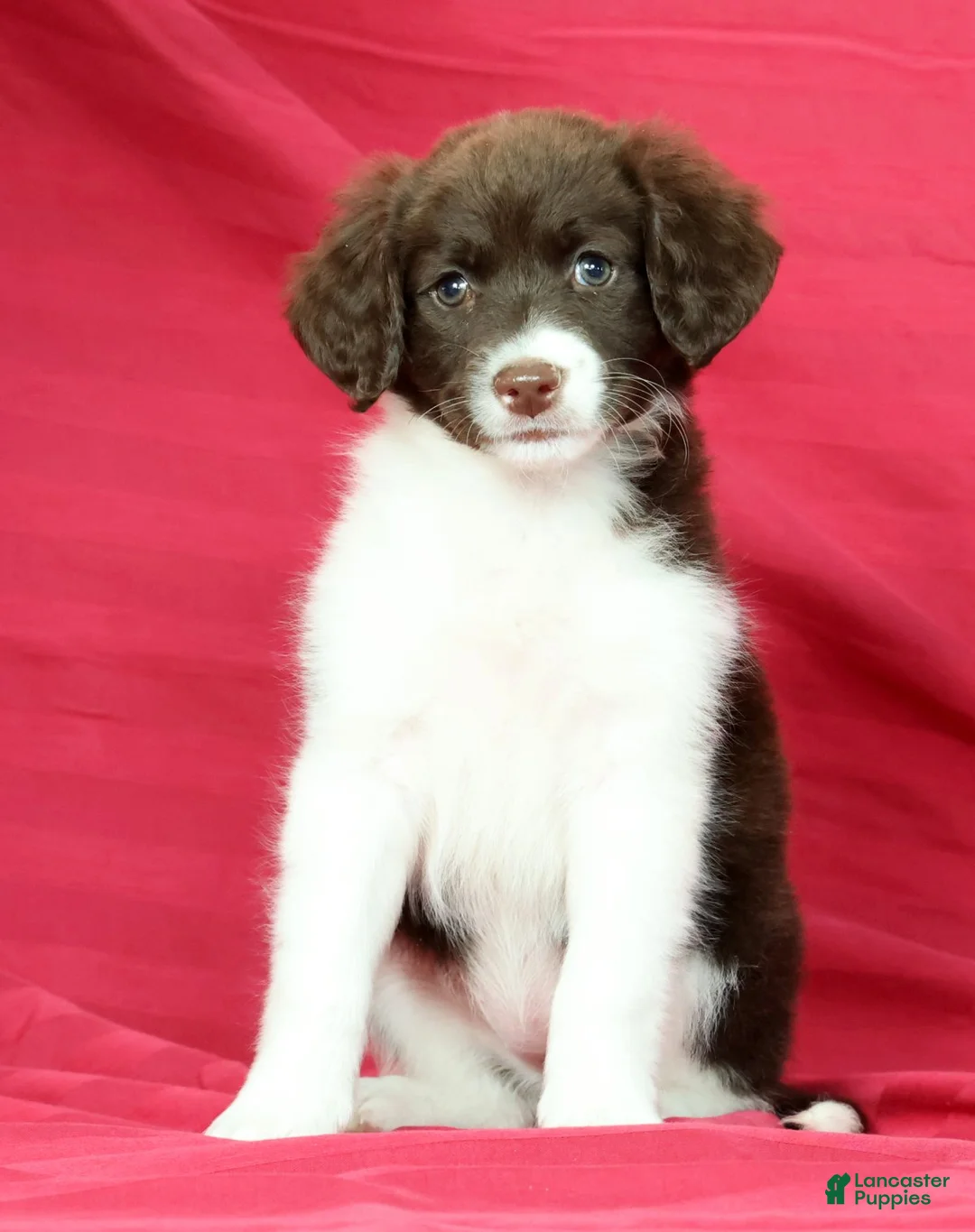 Portuguese Water Dog dogs for sale: Zoey - Ad 2