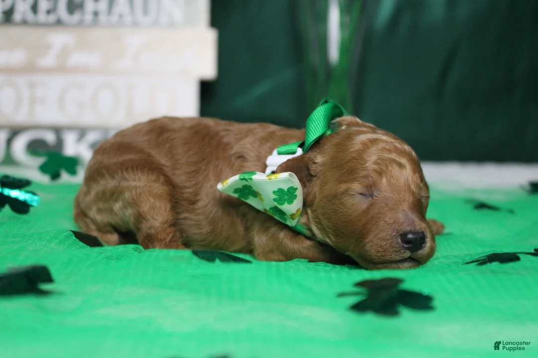 Miniature Poodle dogs for sale: Rufus  - Ad 3