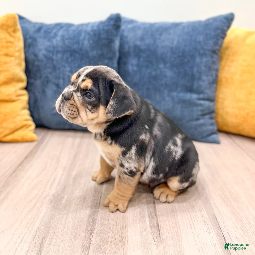 Beabull dogs for sale: Prince - Ad 3