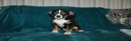 Miniature Australian Shepherd dogs for sale: Jingles  - Ad 2