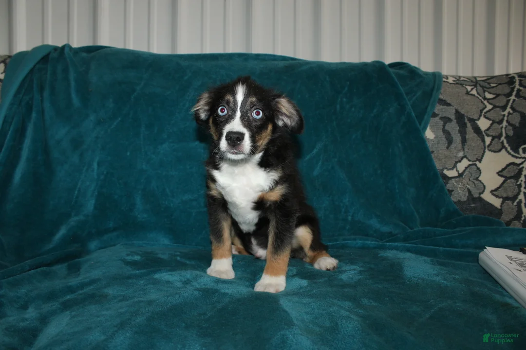 Miniature Australian Shepherd dogs for sale: Jingles  - Ad 2