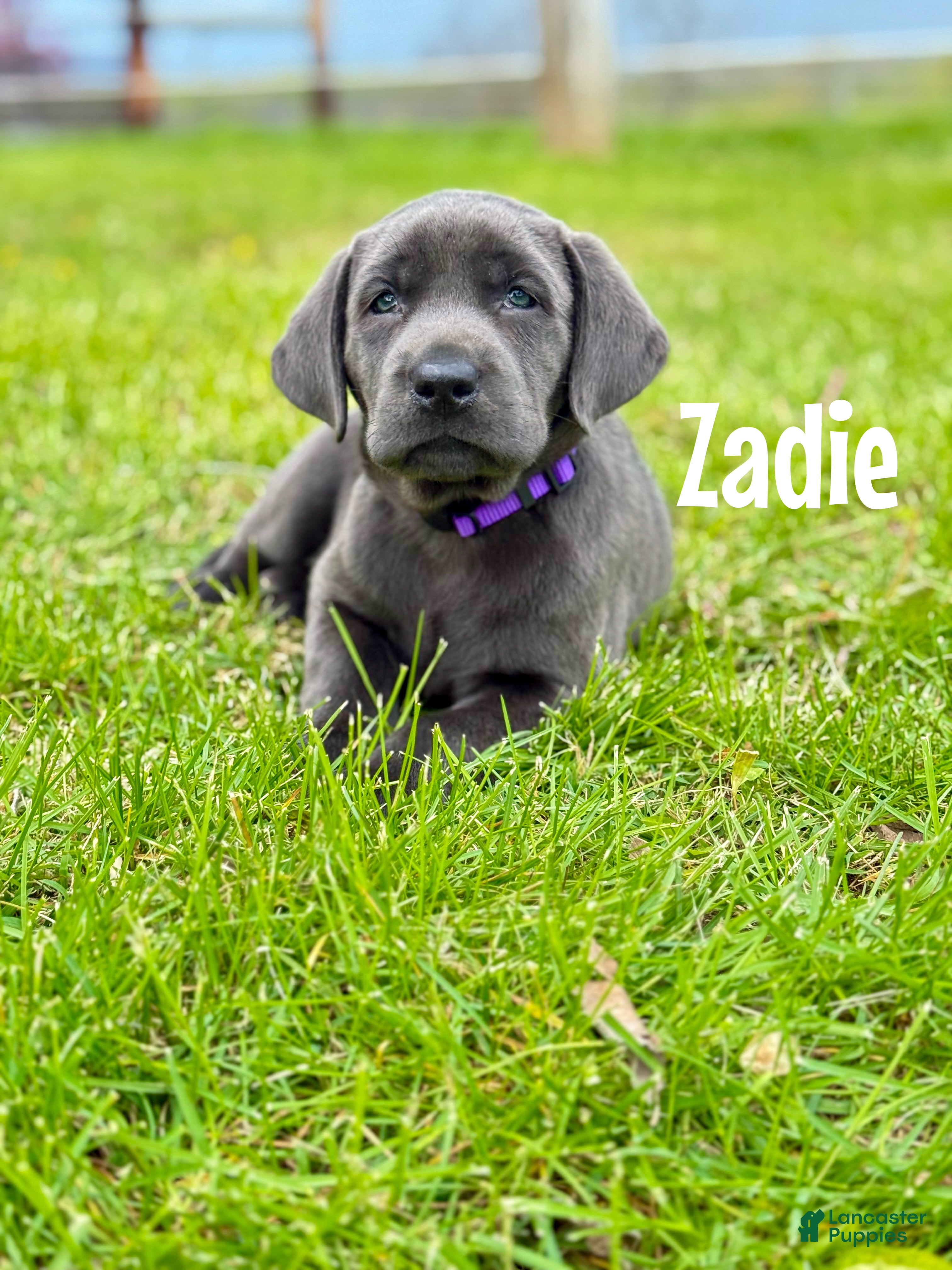 Labrador Retriever dogs Zadie - Ad 26