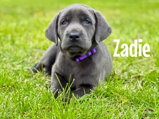 Labrador Retriever dogs Zadie - Ad 26