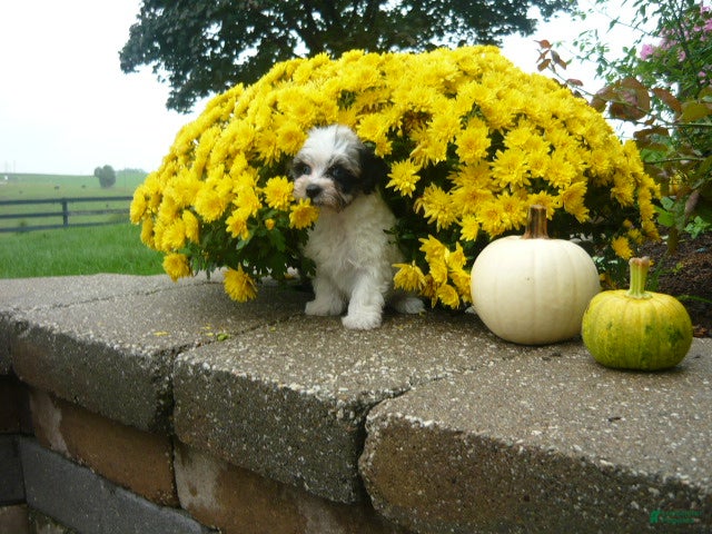Yorkiepoo dogs Yorkiepoo 3 - Ad 2