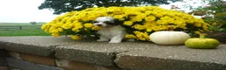 Yorkiepoo dogs for sale: Yorkiepoo 3 - Ad 2
