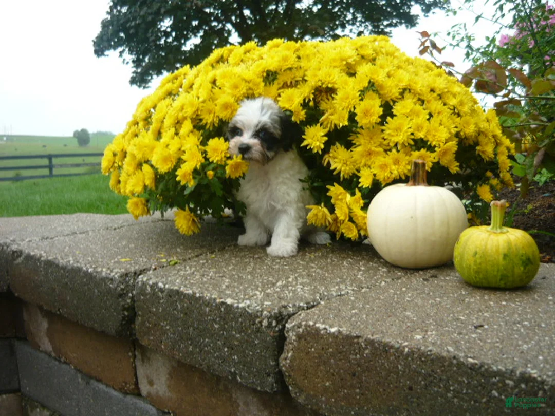 Yorkiepoo dogs for sale: Yorkiepoo 3 - Ad 2