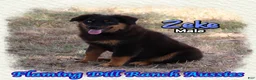Miniature Australian Shepherd dogs for sale: Zeke - Ad 1