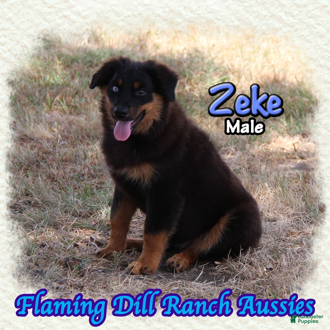 Miniature Australian Shepherd dogs for sale: Zeke - Ad 1