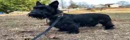 Scottish Terrier dogs for sale: Lachlan-AKC-HealthTestedParents - Ad 7