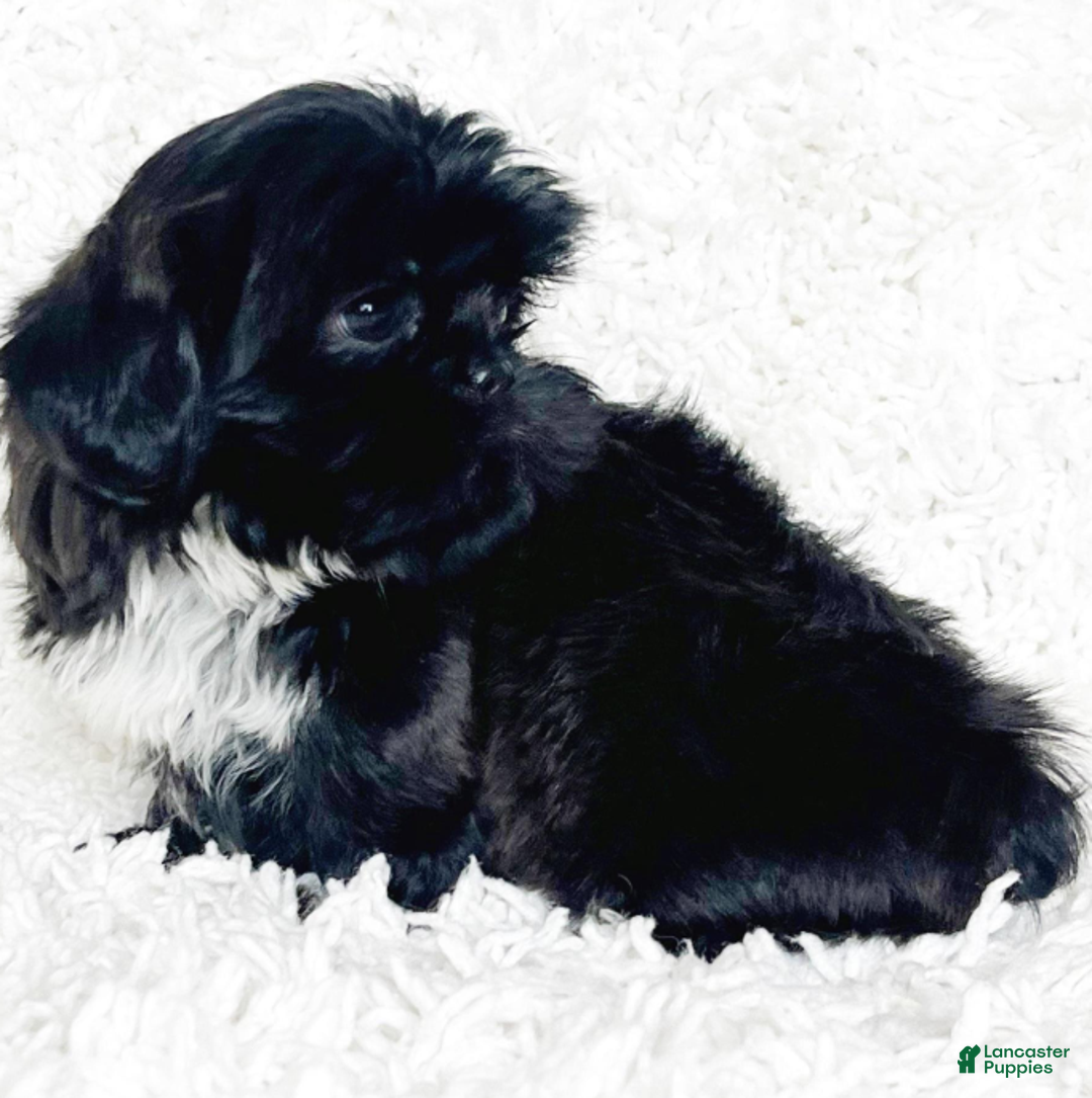 Shih Tzu dogs for sale: Lennox - Ad 4