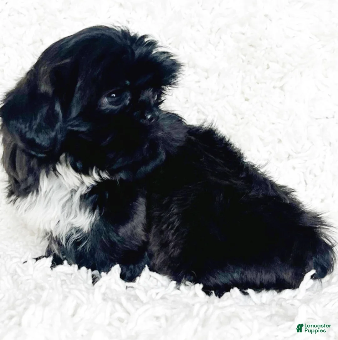Shih Tzu dogs for sale: Lennox - Ad 4