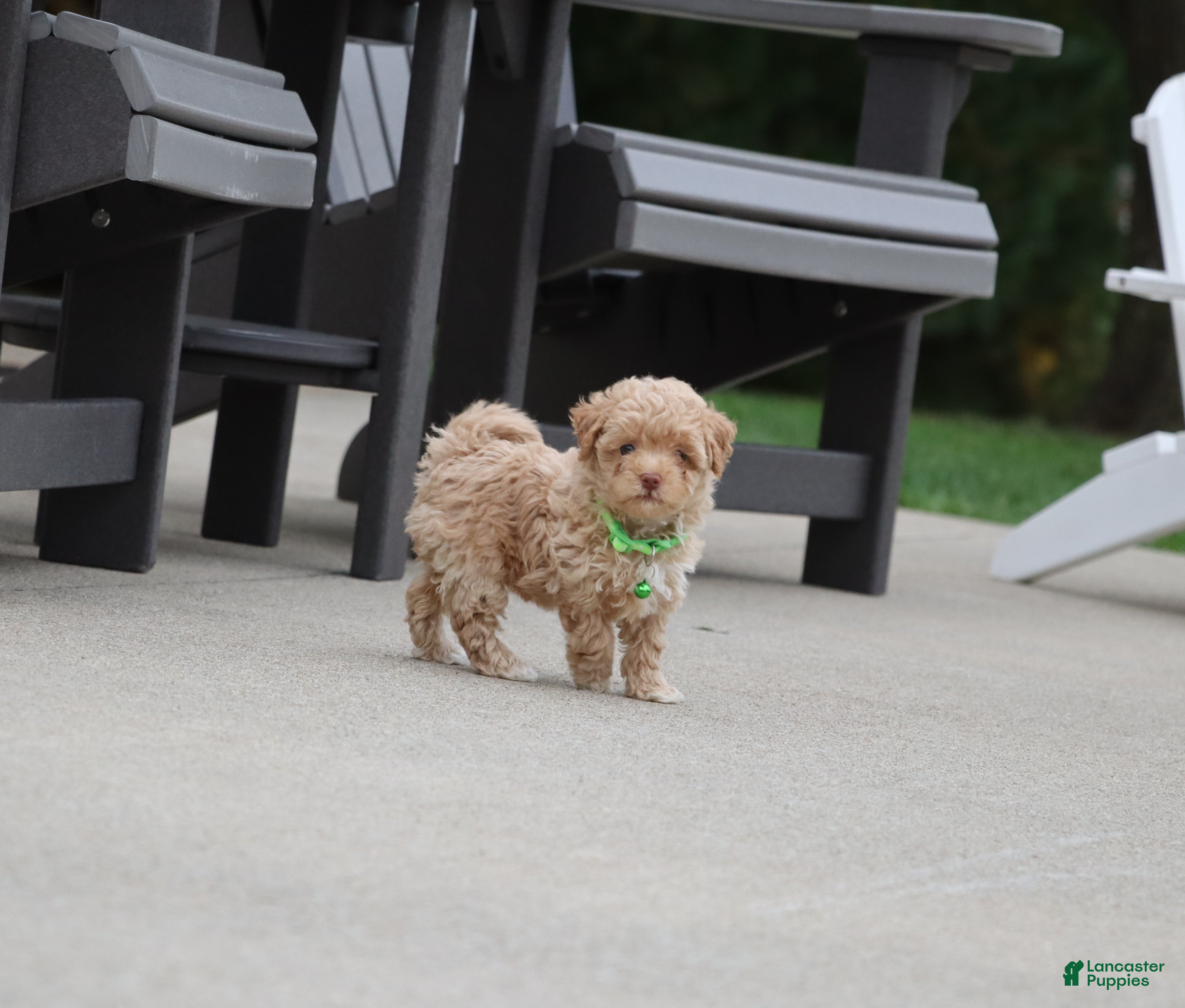 Havapoo dogs Zandra 🌷Toy Size - Ad 2