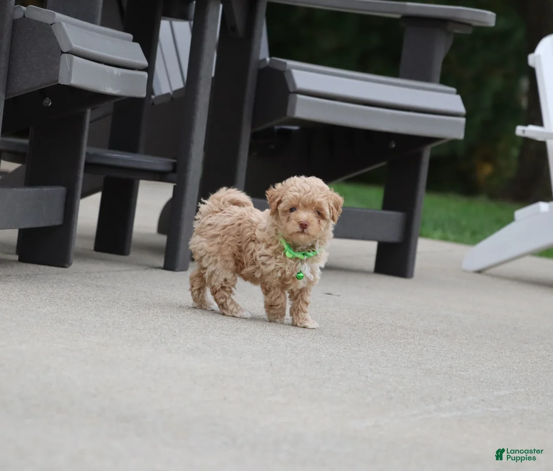 Havapoo dogs for sale: Zandra 🌷Toy Size - Ad 2
