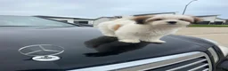Mixed Breed dogs for sale: Ralph - Ad 2