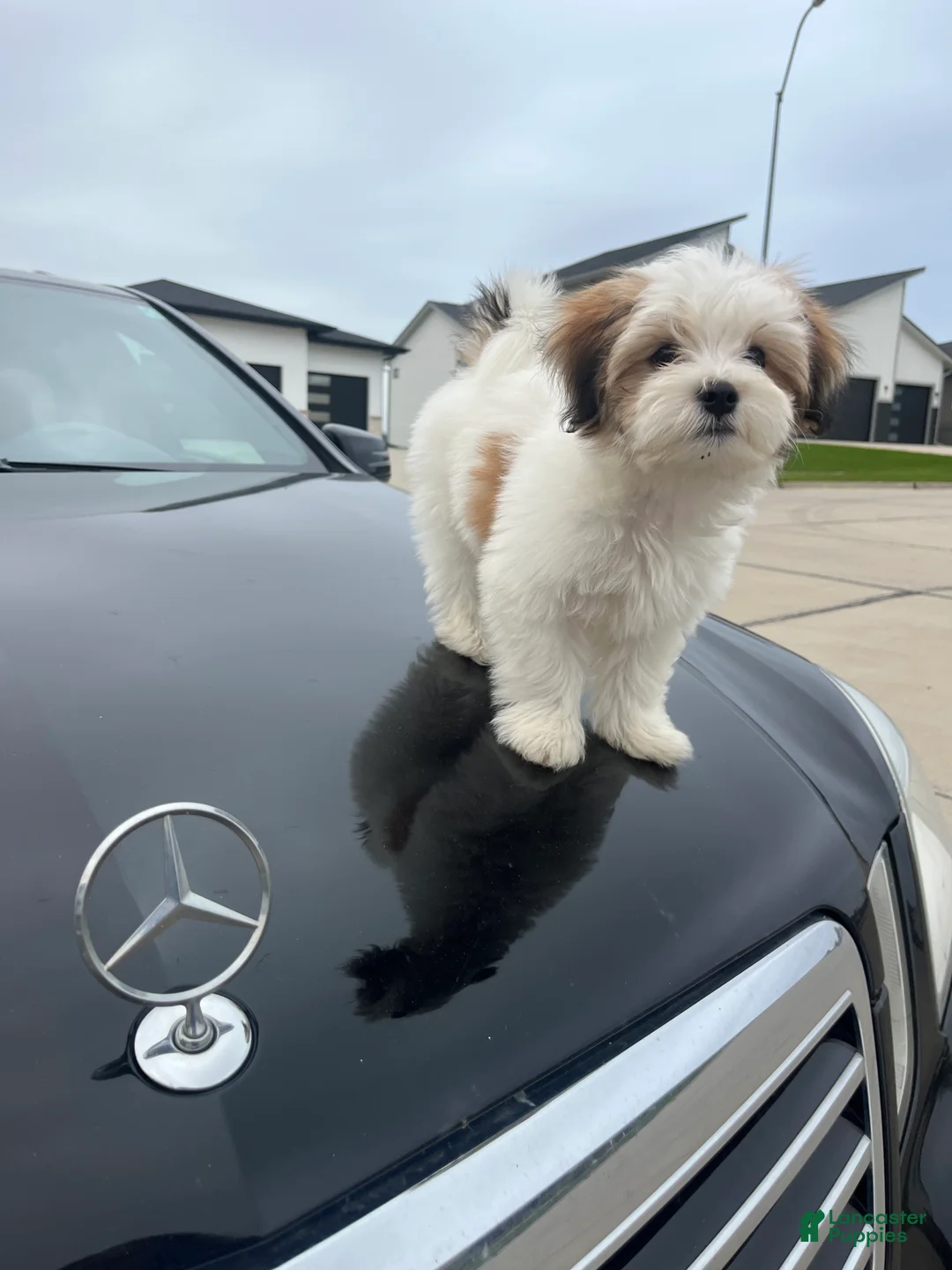 Mixed Breed dogs for sale: Ralph - Ad 2
