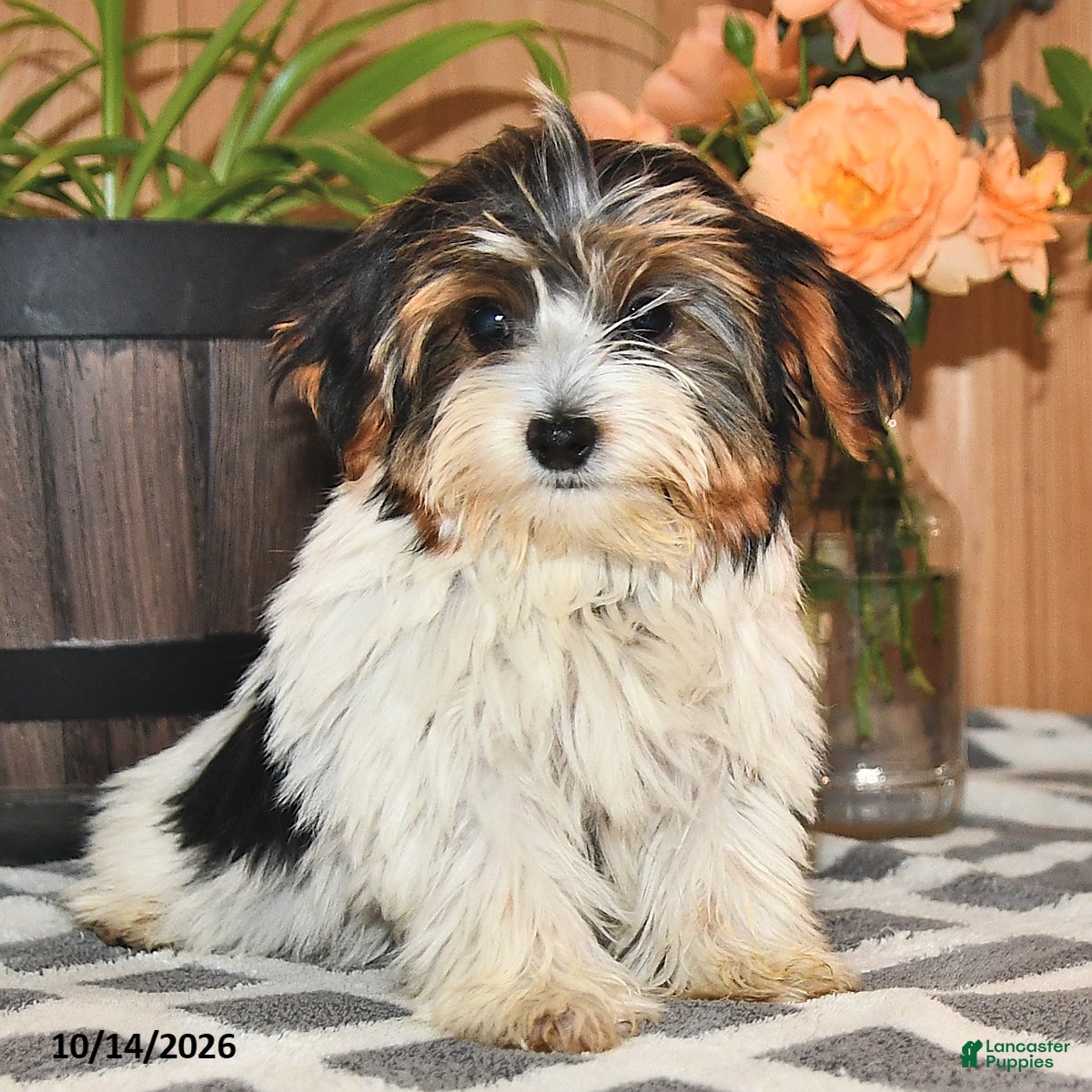 Mixed Breed dogs Andrew - Ad 1