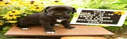 Great Dane dogs for sale: Lola - Ad 3