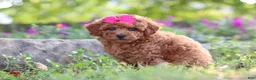 Miniature Poodle dogs for sale: Jill - Ad 4