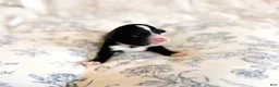 Mini Bernedoodle dogs for sale: Walter  - Ad 3