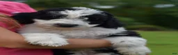 Aussiedoodle dogs for sale: Aussiedoodle 1 - Ad 2