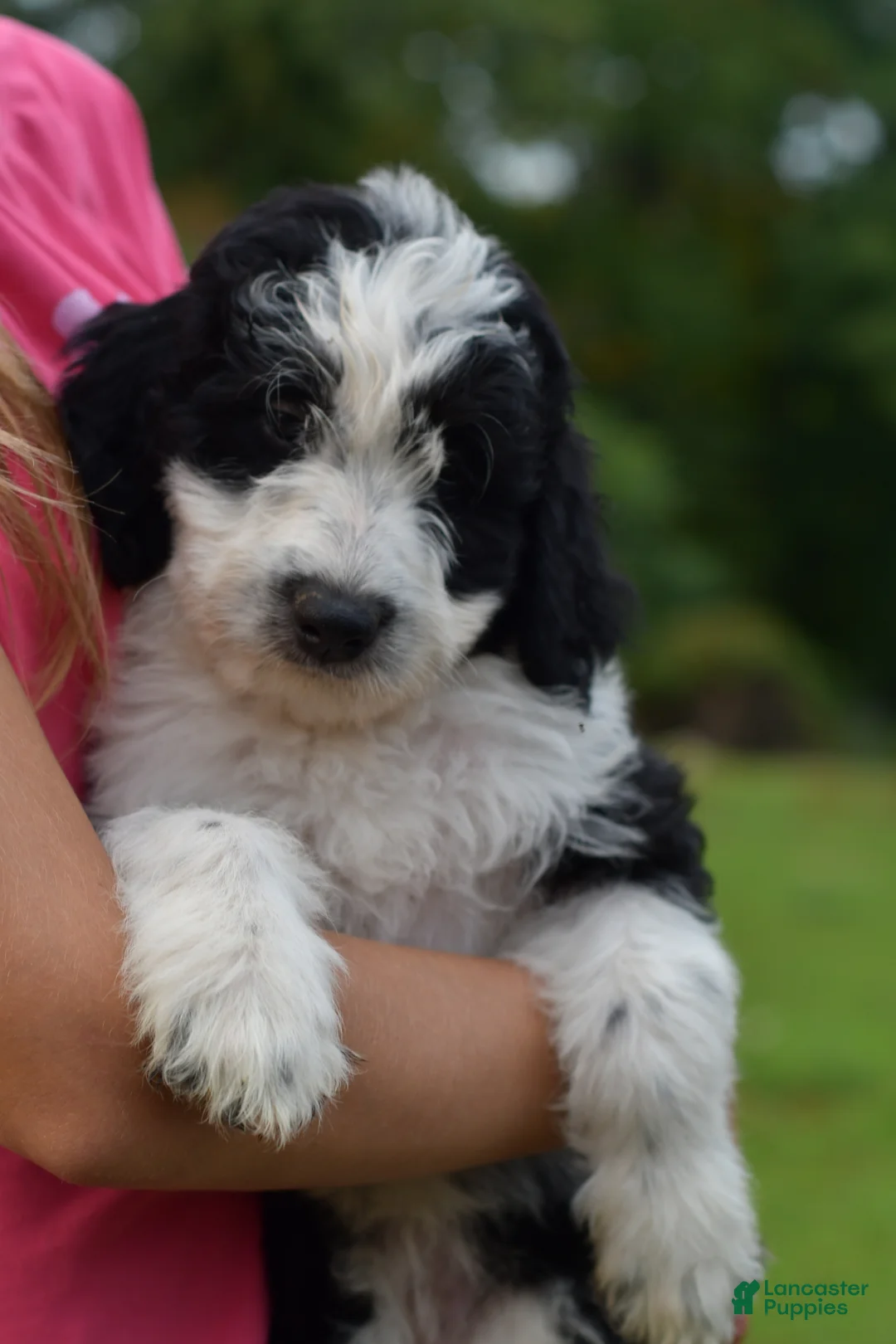 Aussiedoodle dogs for sale: Aussiedoodle 1 - Ad 2
