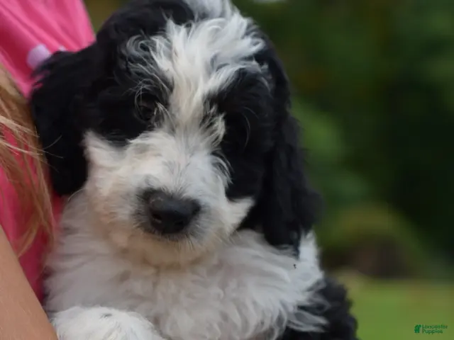 Aussiedoodle dogs for sale: Aussiedoodle 1 - Ad 2