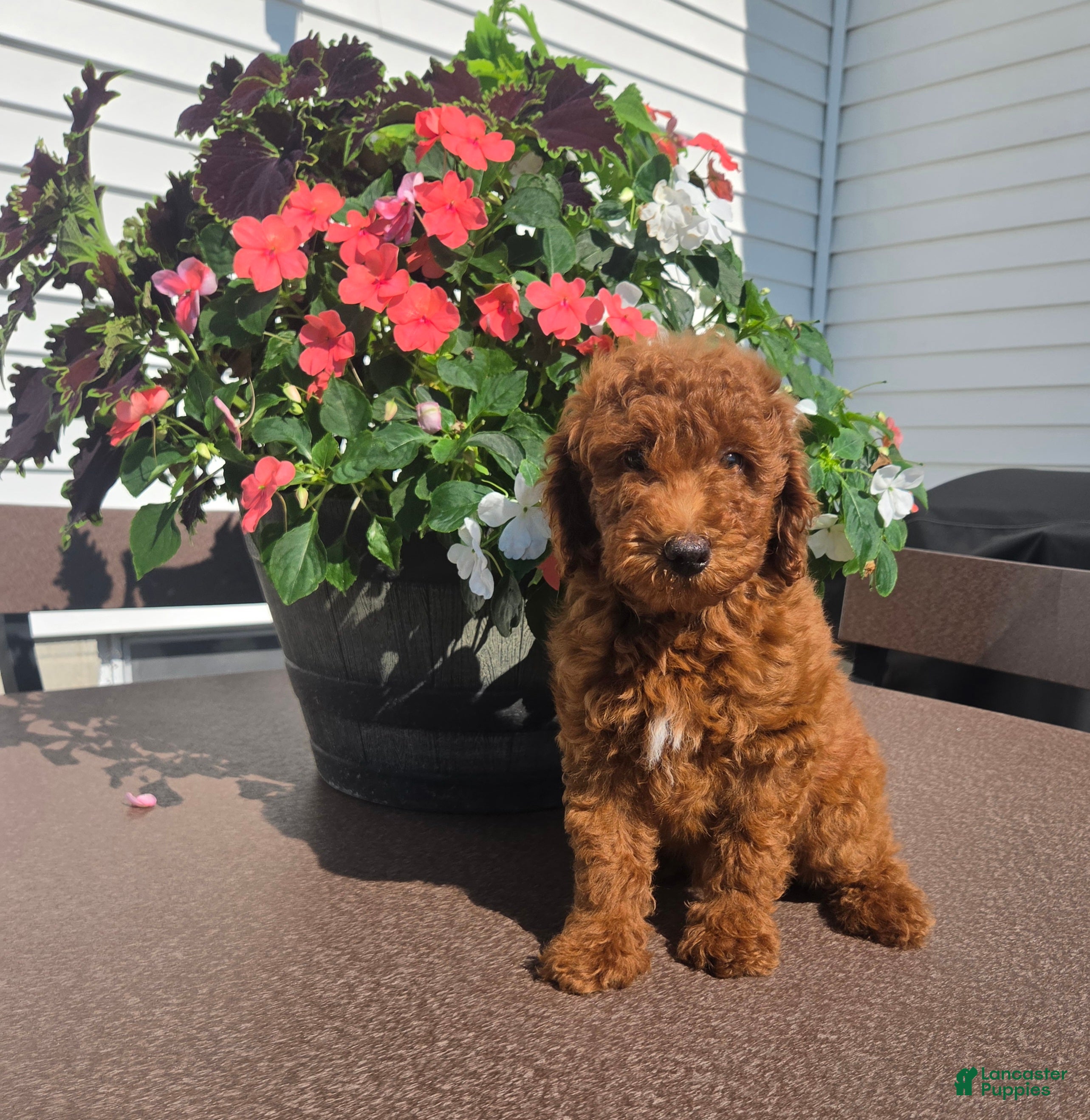Miniature Poodle dogs Charles - Ad 1