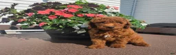 Miniature Poodle dogs for sale: Charles - Ad 1