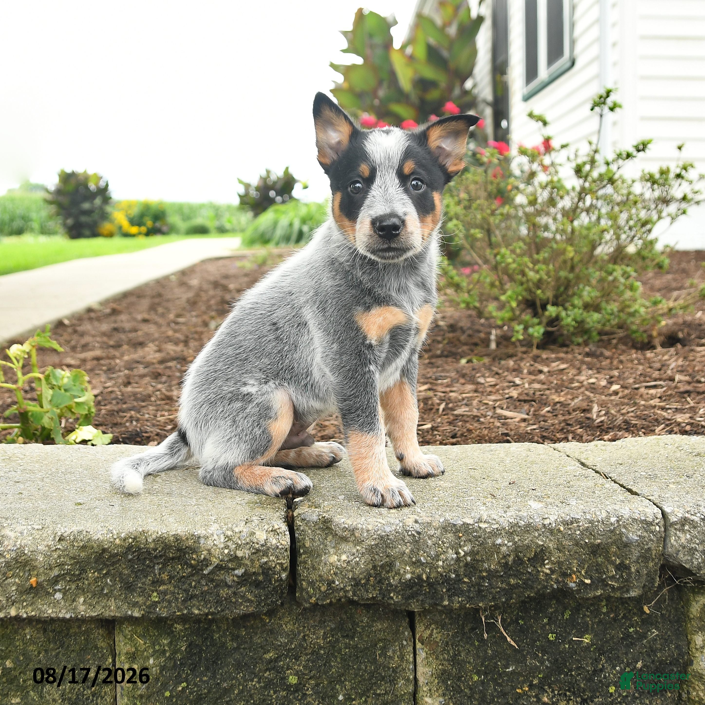 Australian Cattle Dog dogs Fitz - Ad 1