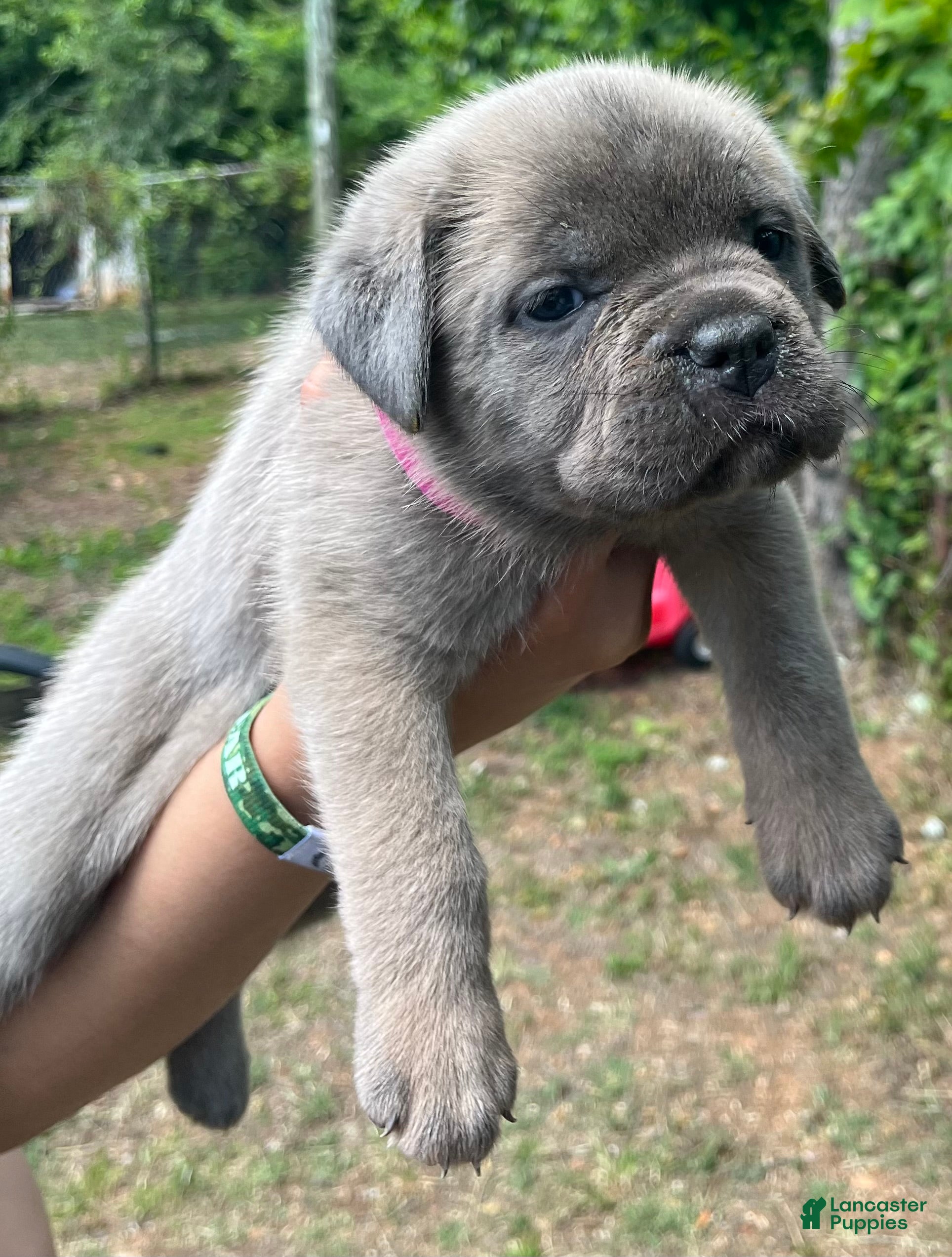 Cane Corso dogs Hot pink collar - Ad 1