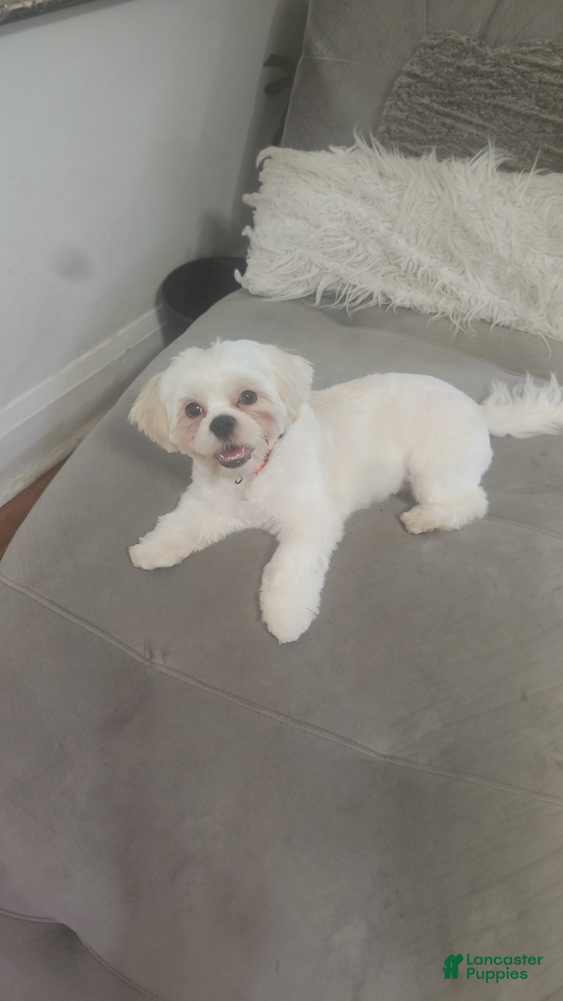 Shih Tzu dogs Shih Tzu Puppy 1 - Ad 10