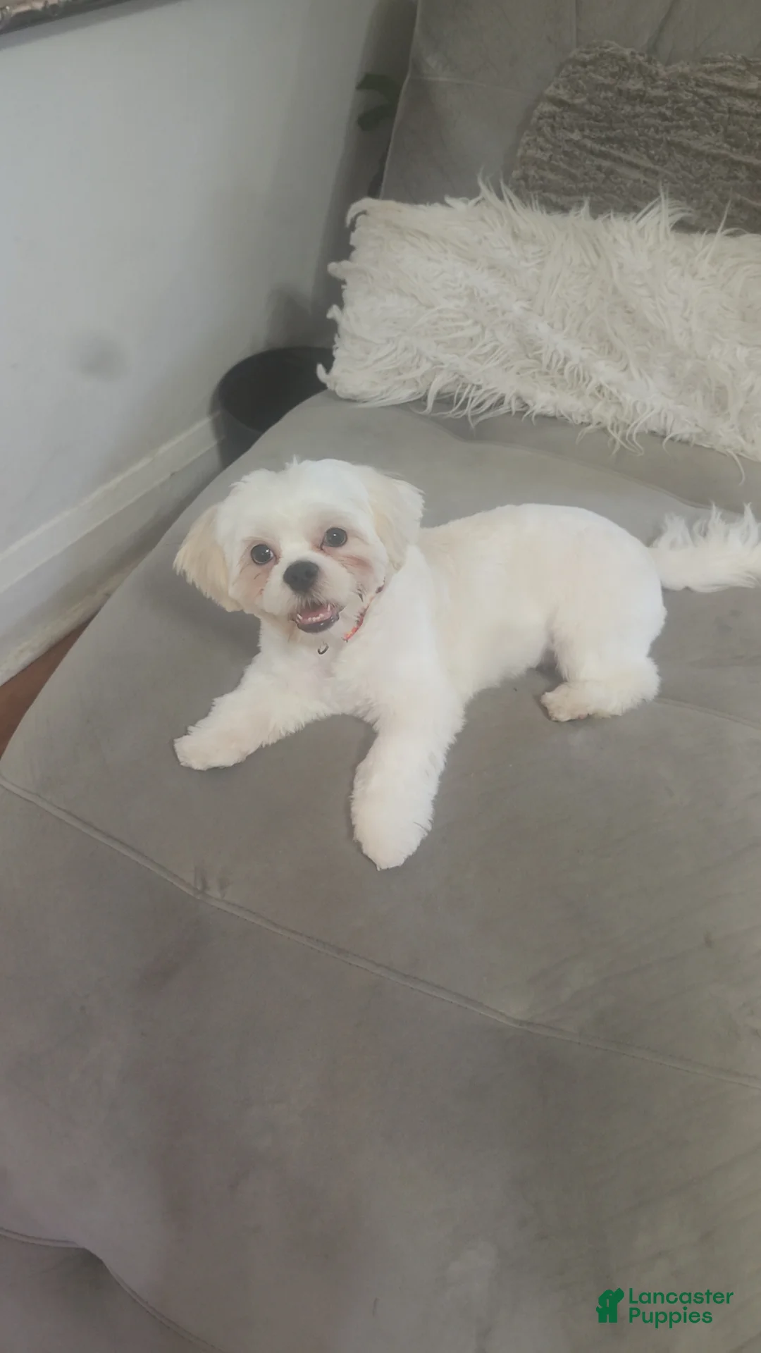 Shih Tzu dogs for sale: Shih Tzu Puppy 1 - Ad 1