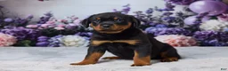 Rottweiler dogs for sale: Willow - Ad 2