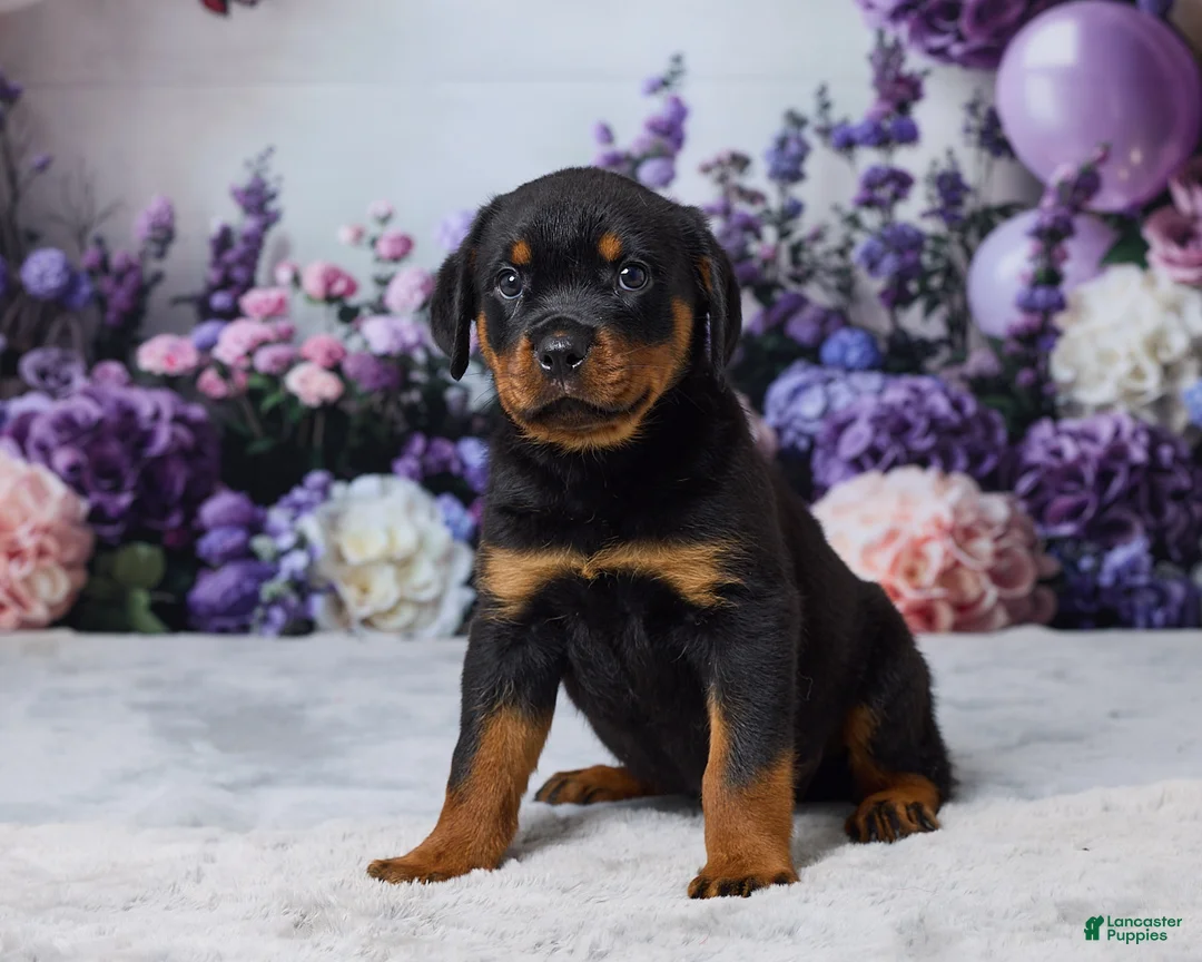 Rottweiler dogs for sale: Willow - Ad 2