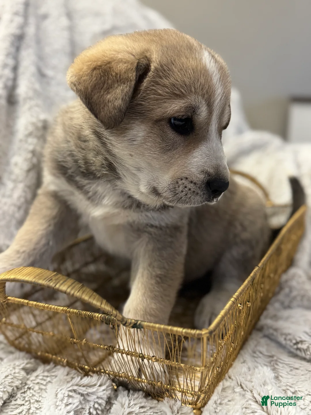 Mixed Breed dogs for sale: Wolfling “Wolfie” - Ad 3