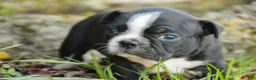 Boston Terrier dogs for sale: Carol Boston Terrier  - Ad 8