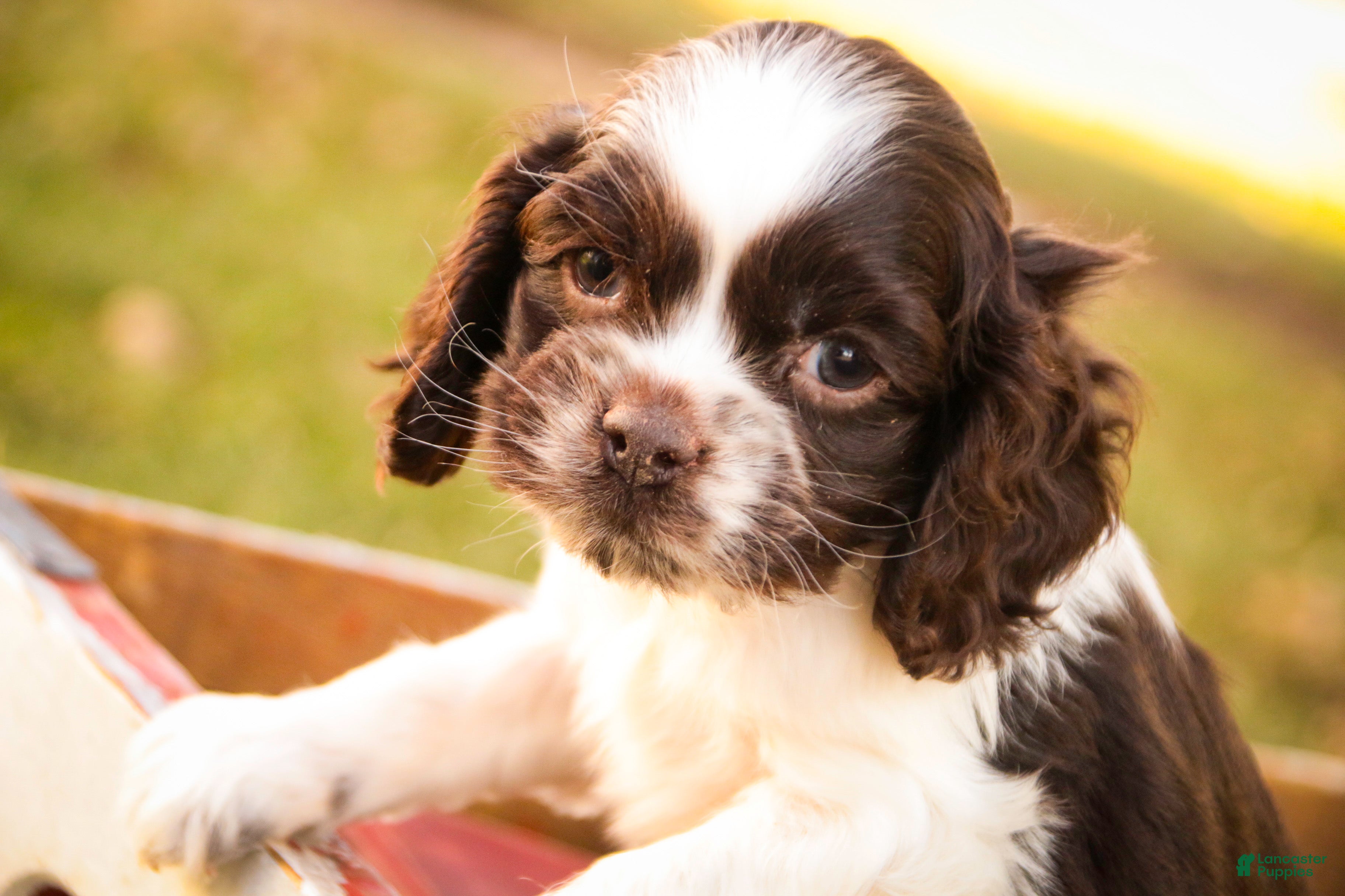 Cocker Spaniel dogs Gilbert - Ad 39