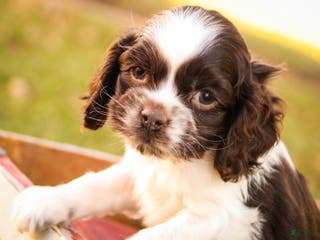 Cocker Spaniel dogs Gilbert - Ad 39