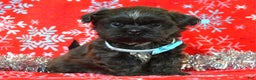 Shih Tzu dogs for sale: Toby - Ad 9