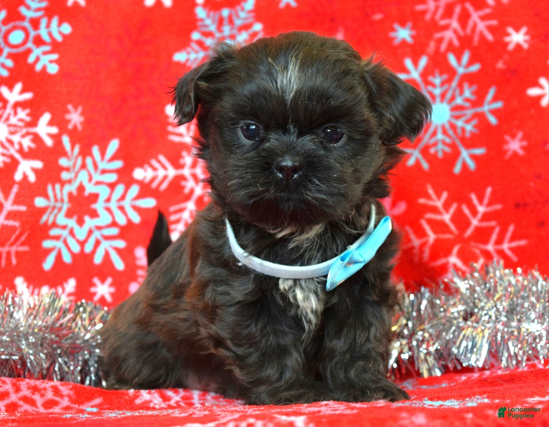 Shih Tzu dogs for sale: Toby - Ad 9