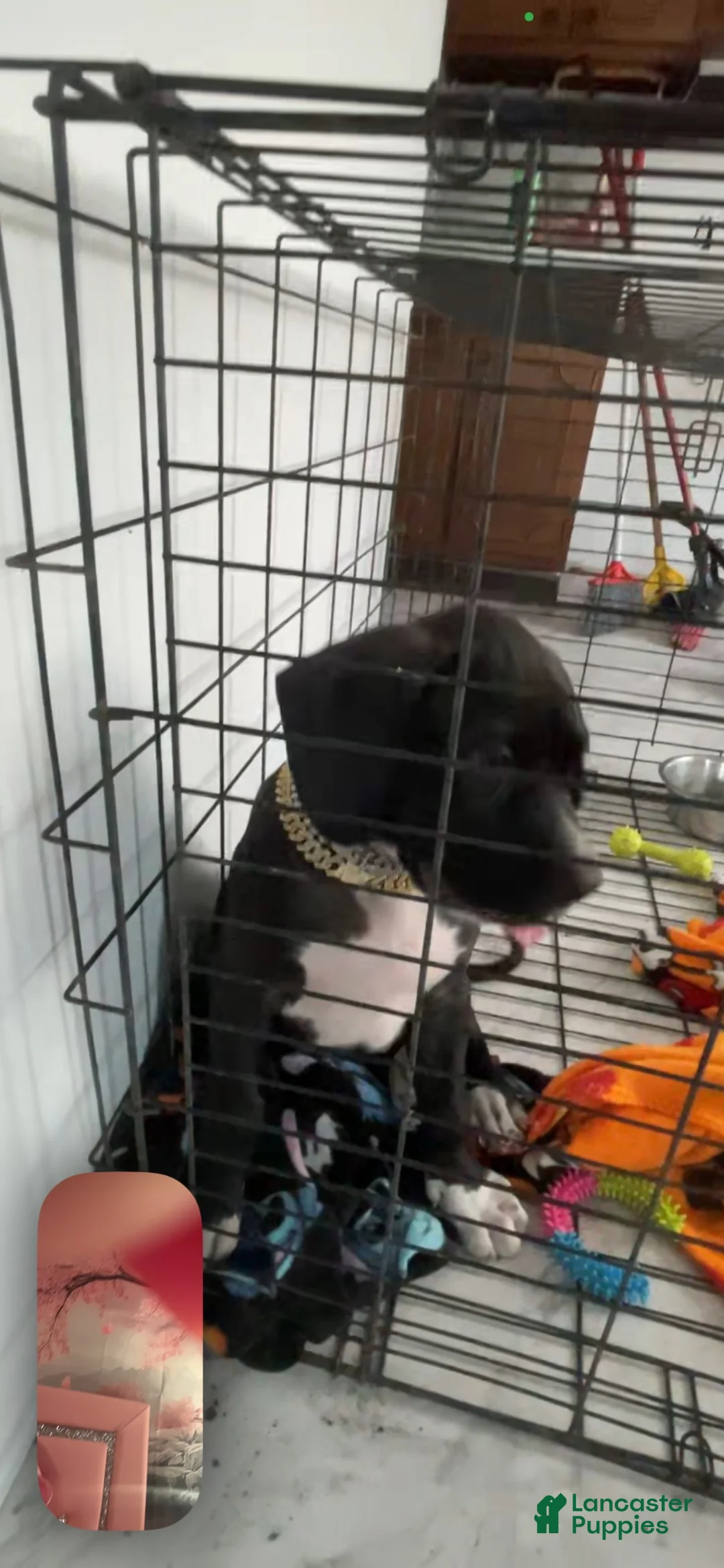 Cane Corso dogs for sale: Cane Corso 1 - Ad 8