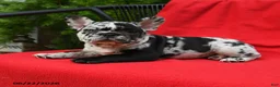 French Bulldog dogs for sale: Carlotta - Ad 5