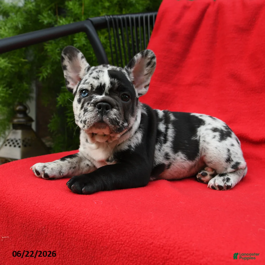 French Bulldog dogs for sale: Carlotta - Ad 5
