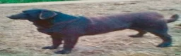 Labrador Retriever dogs for sale: Tulip - Ad 8