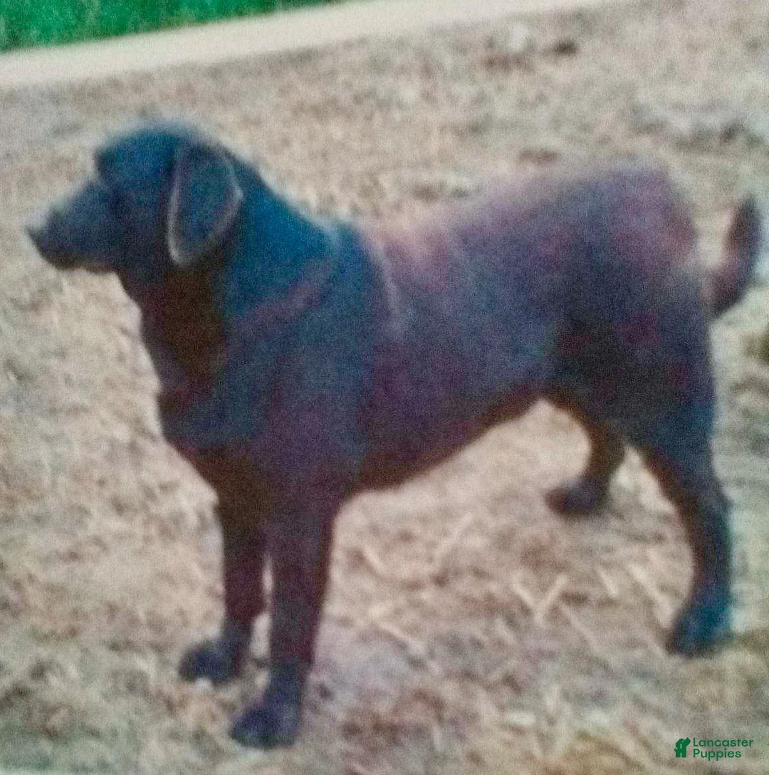 Labrador Retriever dogs for sale: Tulip - Ad 8