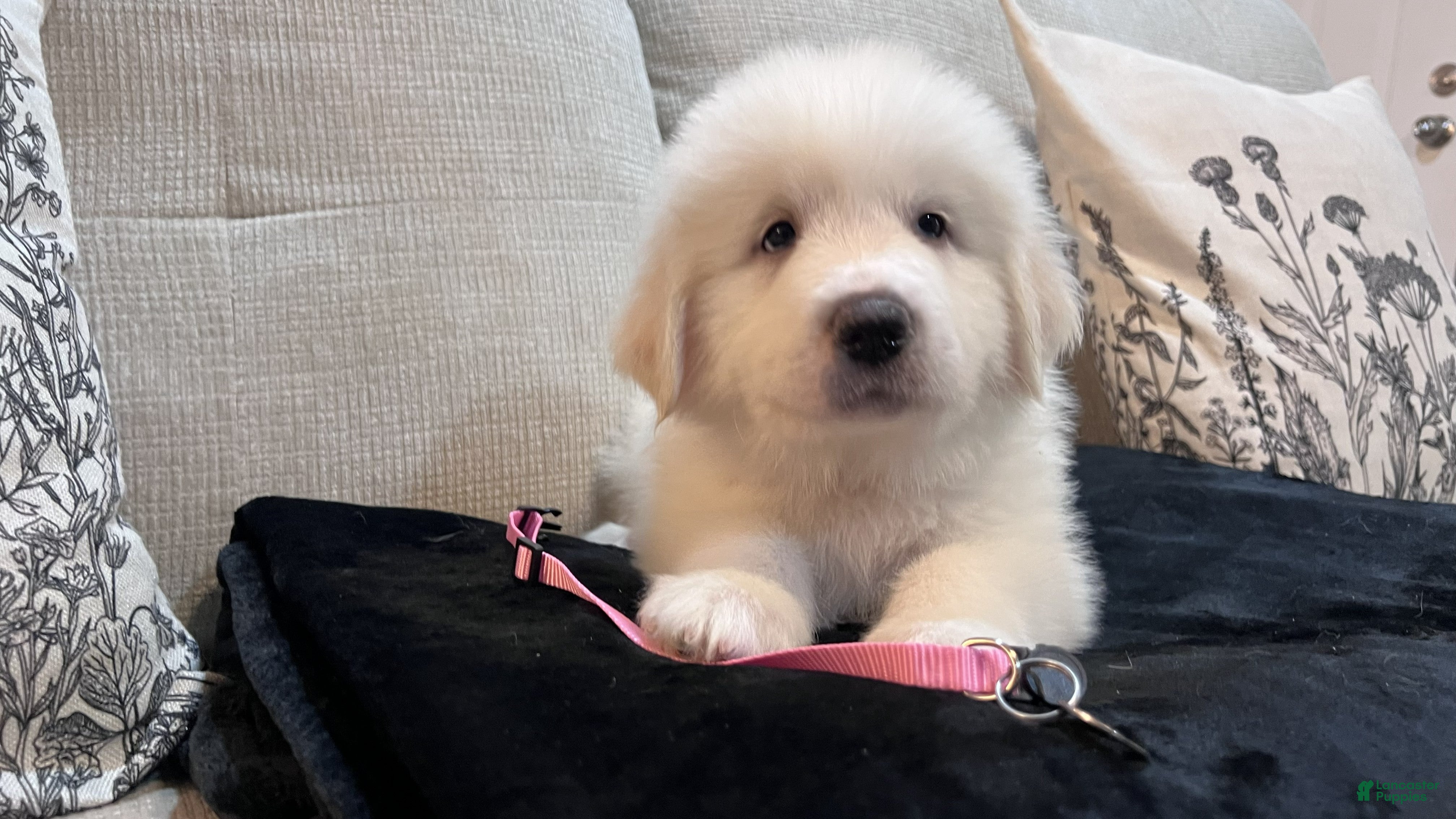Great Pyrenees dogs Willow - Light Pink Collar - Ad 1