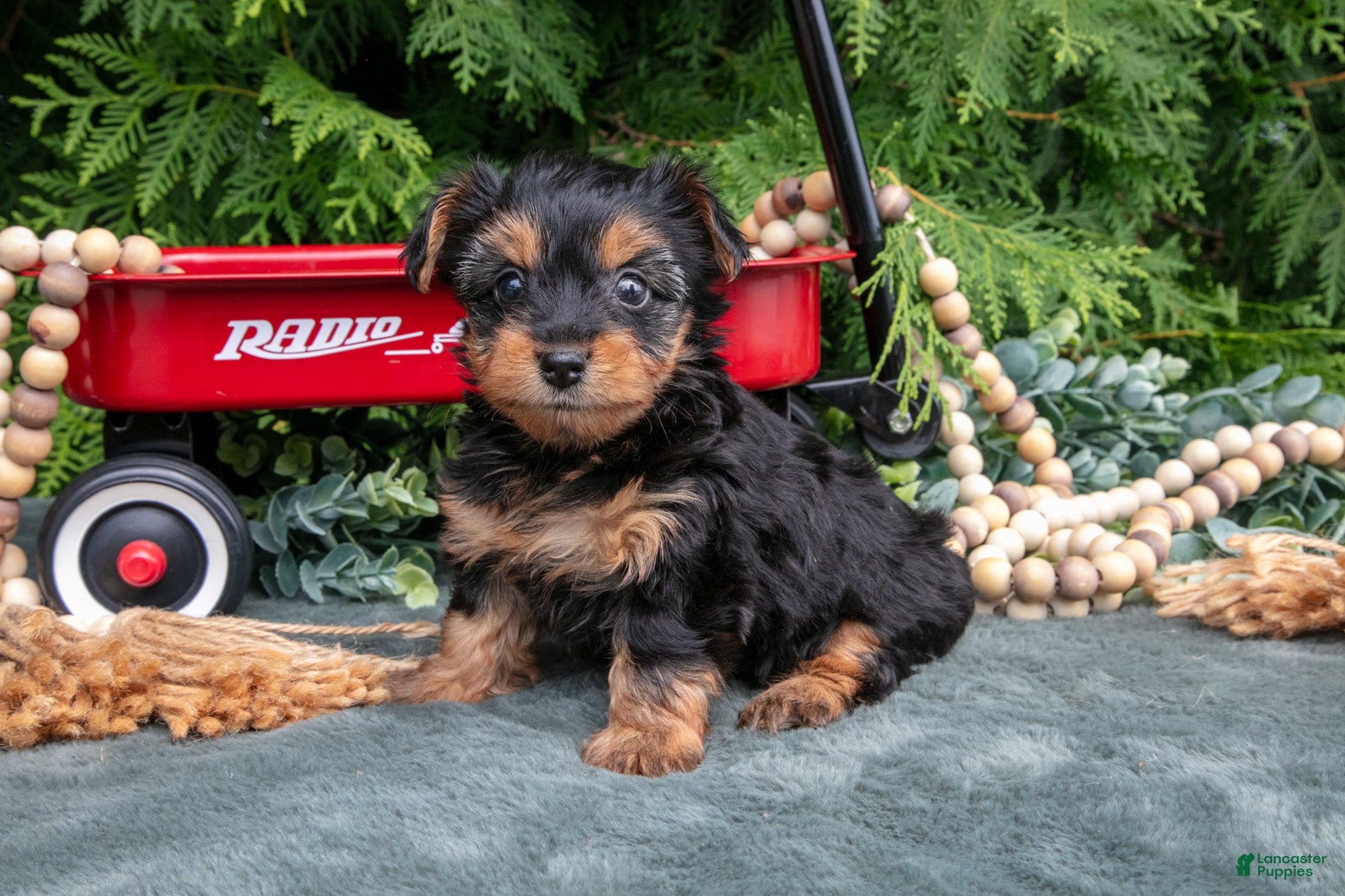 Yorkshire Terrier dogs Petunia - Ad 1